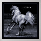 Lippizanポスター ポスター (正面)