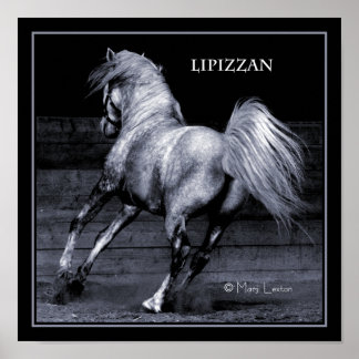 Lippizanポスター ポスター