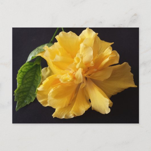 Lisa 1 – 教育用のbrainfart ポストカード (正面)