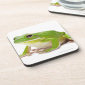 Litora Infrafrenataのカエル コースター (左側)