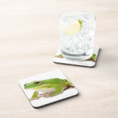 Litora Infrafrenataのカエル コースター (右側)