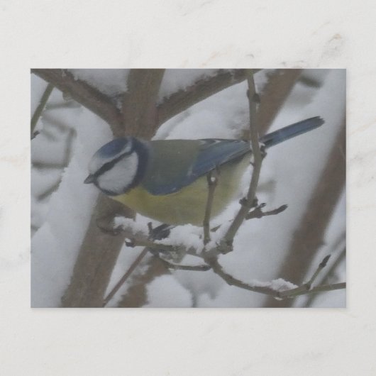 Little Bird Close Up in Snow DIY Postcard シーズンポストカード (正面)