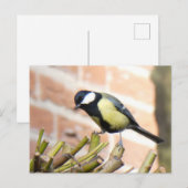Little Bird on TopクローズアップDIYポストカード ポストカード (正面/裏面)