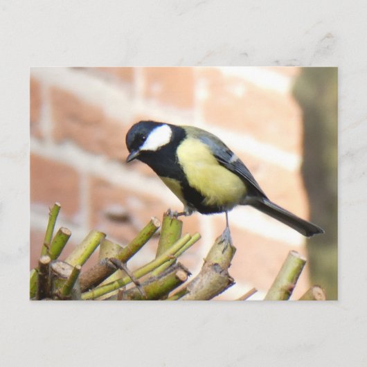 Little Bird on TopクローズアップDIYポストカード ポストカード (正面)