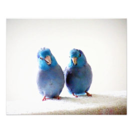 Little Birds 最高の Friends写真Pacific Parrotlets フォトプリント