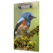 Little blue bird クリップボード (左)