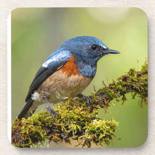 Little blue bird コースター (正面)