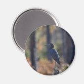 Little Blue Heron 写真マグネット マグネット (正面/裏面)