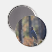 Little Blue Heron photo magnet マグネット (正面/裏面)