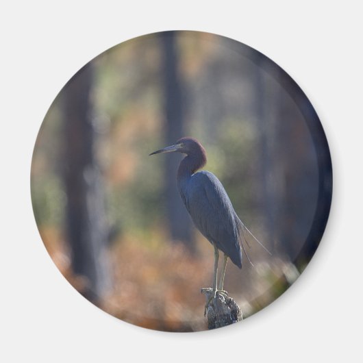 Little Blue Heron photo magnet マグネット (正面)