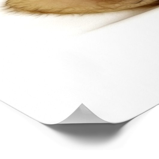 LITTLE CAT ポスター (角)