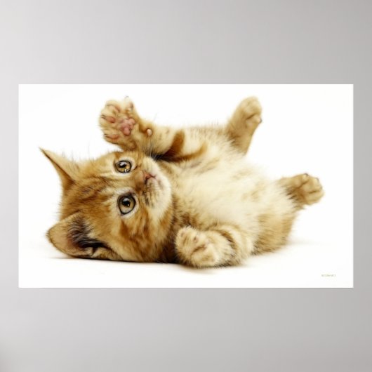 LITTLE CAT ポスター (正面)