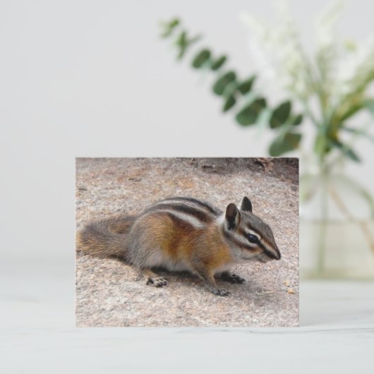 Little Chipmunk on Path ポストカード (スタンド正面)