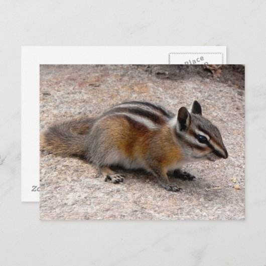 Little Chipmunk on Path ポストカード (正面/裏面)