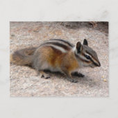 Little Chipmunk on Path ポストカード (正面)