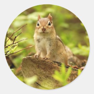 Little Chipmunk on the Lookout ラウンドシール