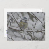 Little Colorful Bird in Snow DIY Postcard シーズンポストカード (正面/裏面)
