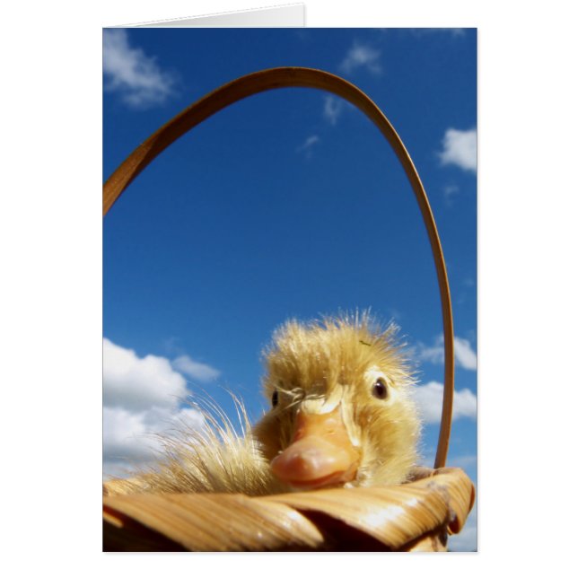 little duckling (正面)