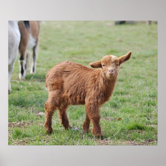 Little Goat ~ Zicklein ~ kleine Ziege ポスター (正面)