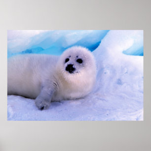 Little Harp Seal Pup Covered in Snowflakes ポスター