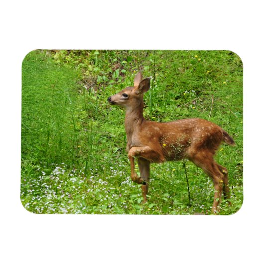 Little King/Queen of Fawns マグネット (横)