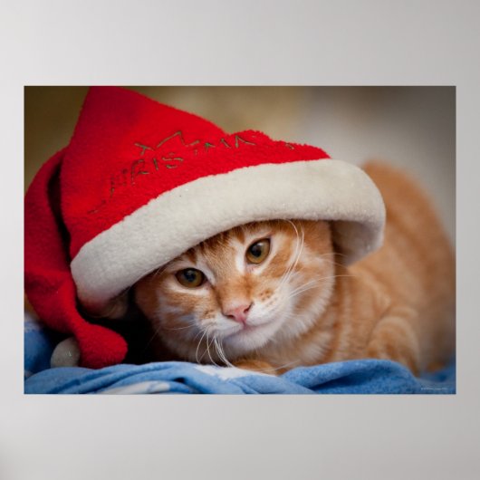 Little Kitten in Red Christmas Hat ポスター (正面)