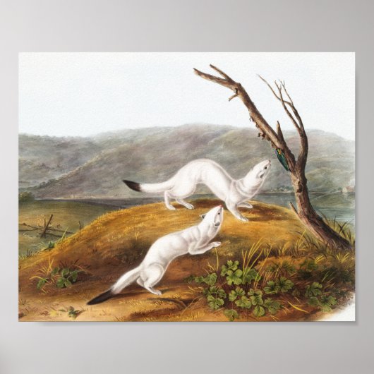 Little Nimble Weasel Putorius agilis Illustration ポスター (正面)