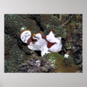 Little White Frogfish ポスター (正面)