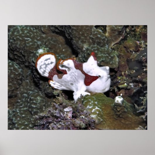 Little White Frogfish ポスター (正面)