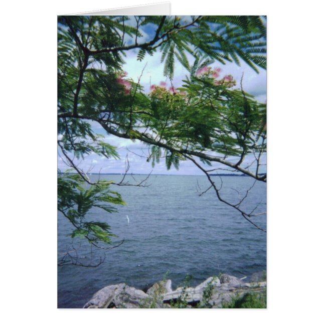 LittleBayParkBayside 001 (正面)