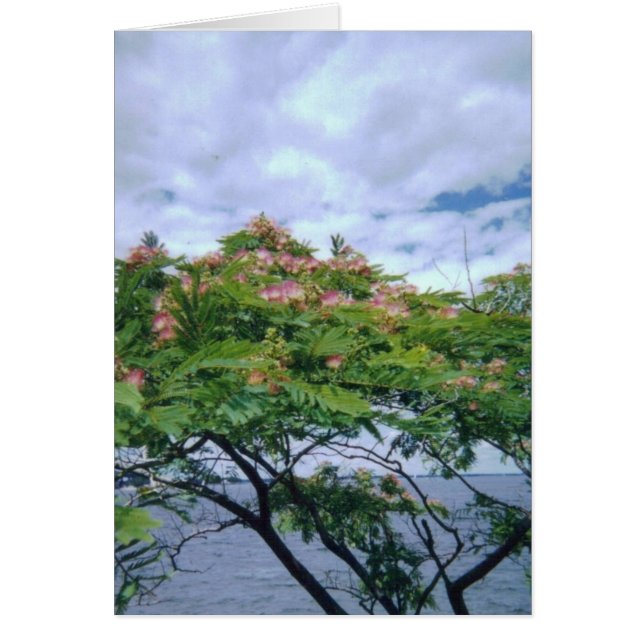 LittleBayParkmimosatree 001 (正面)
