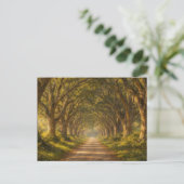 Live Oak Path | Landscape | Postcard ポストカード (スタンド正面)