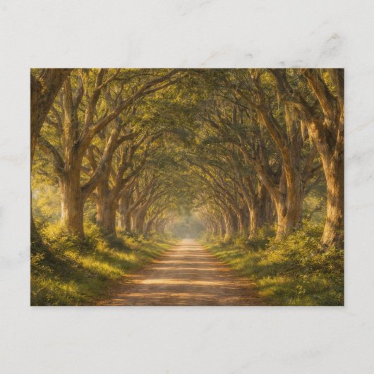 Live Oak Path | Landscape | Postcard ポストカード (正面)
