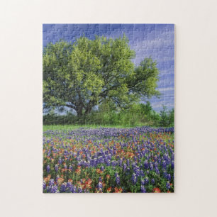 Live Oak & Texas Paintbrush, and Texas ジグソーパズル