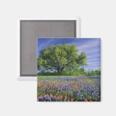 Live Oak & Texas Paintbrush, and Texas マグネット (正面/裏面)