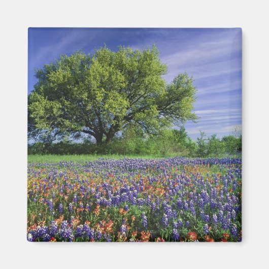 Live Oak & Texas Paintbrush, and Texas マグネット (正面)