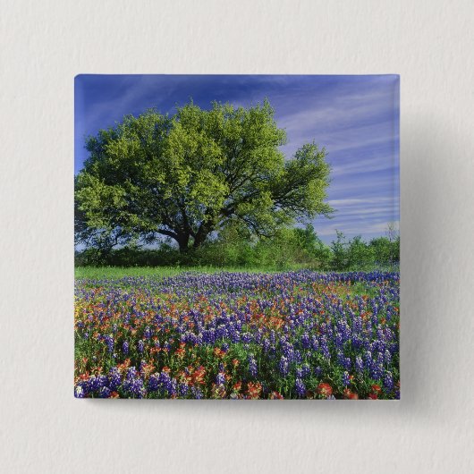 Live Oak & Texas Paintbrush, and Texas 缶バッジ (正面)