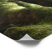 Live Oaks Muir Quote ポスター (角)