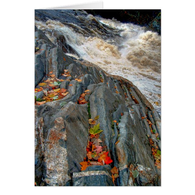 Livermoreの葉: カード (正面)