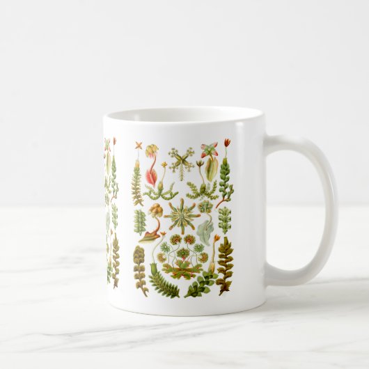 Liverworts コーヒーマグカップ (右)