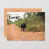 Livestock on a Road in Paraguay ポストカード (正面/裏面)