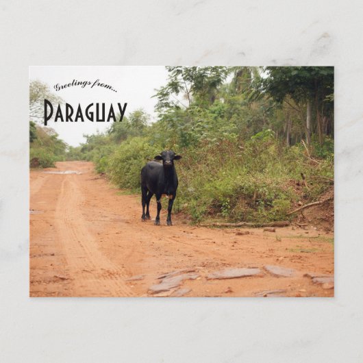 Livestock on a Road in Paraguay ポストカード (正面)