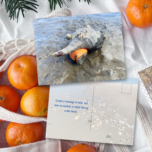 Living Horse Conch Florida Wildlife Photography ポストカード