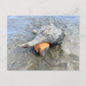 Living Horse Conch Florida Wildlife Photography ポストカード (正面)