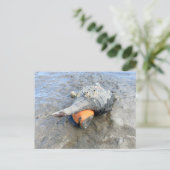 Living Horse Conch Florida Wildlife Photography ポストカード (スタンド正面)