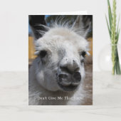 Llamaおもしろい写真は与えあいさつに見えない カード (正面)