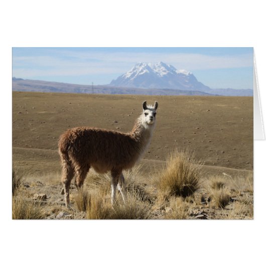 Llama at Ilylmani Snow Mountain Boliviaノートカード (正面横)