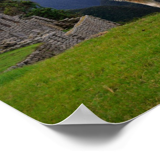 Llama at Machu Picchu，ペルー ポスター (角)