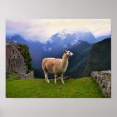 Llama at Machu Picchu，ペルー ポスター (正面)