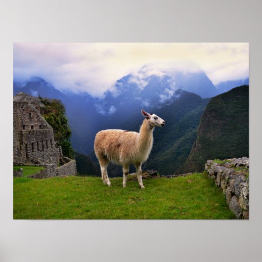 Llama at Machu Picchu，ペルー ポスター (正面)